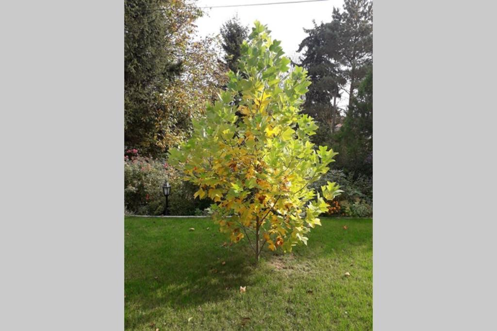 Apartman Aranyhegyi Pihenő